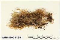 藏品(平苔科)的圖片